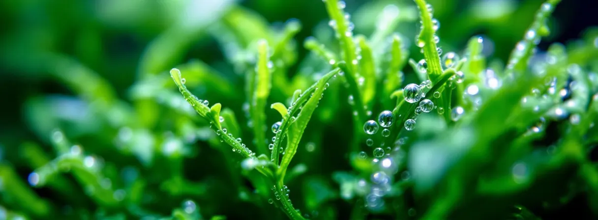 Sauerstoffbläschen perlen an Pflanzenblättern im CO2-gedüngten Aquarium